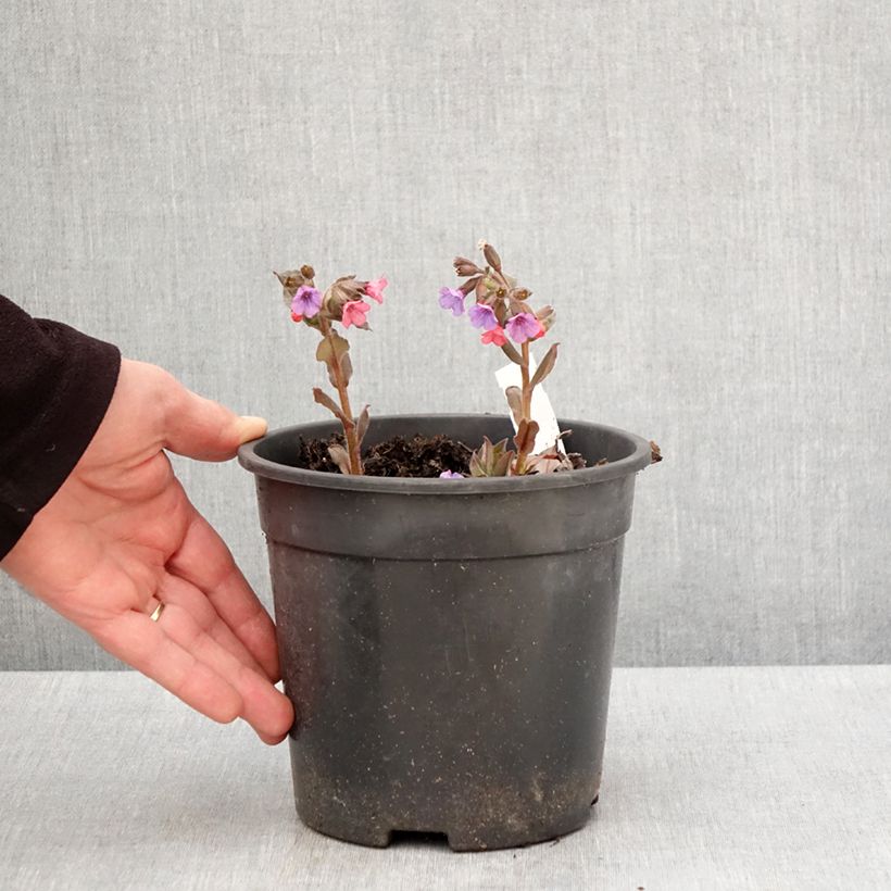 Example of Pulmonaria saccharata Mrs Moon - Pulmonaire Mrs Moon Pot de 2L/3L as you get in printemps