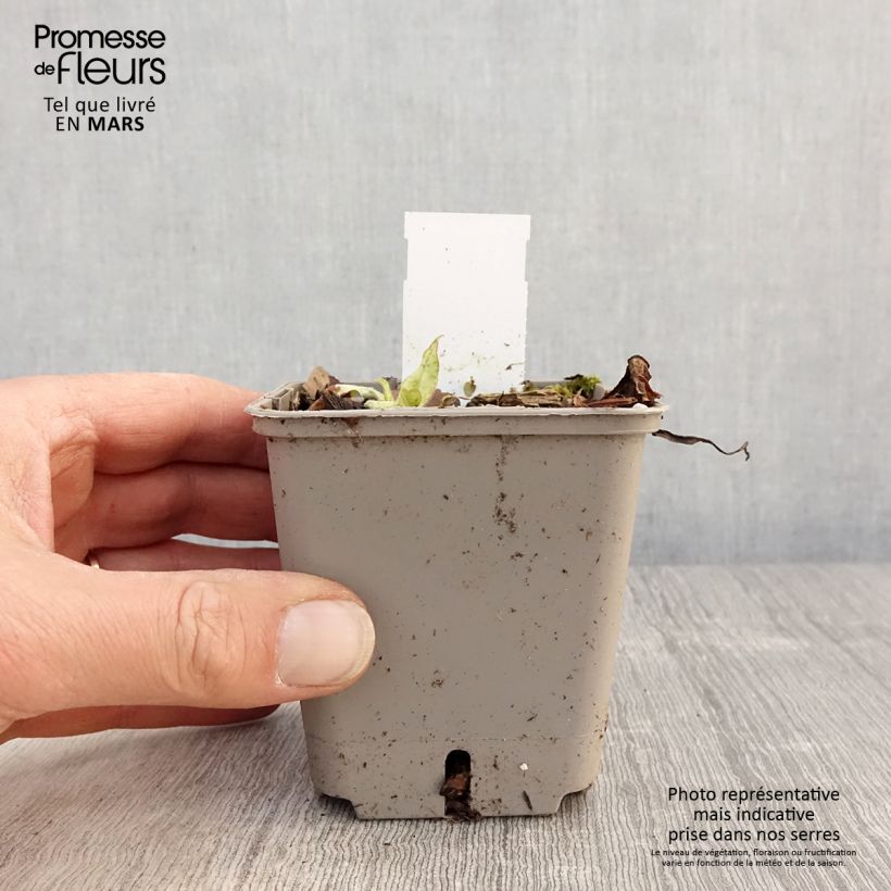 Example of Pulmonaria saccharata Silverado - Pulmonaire Silverado Godet de 8/9 cm as you get in printemps