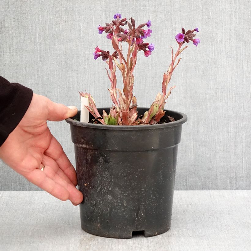 Example of Pulmonaria Samourai - Pulmonaire hybride Pot de 2L/3L as you get in printemps