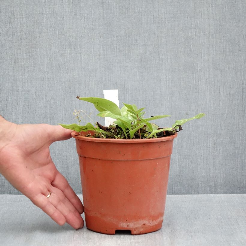 Spécimen de Pulmonaria Trevi Fountain - Pulmonaire hybride Pot de 2L/3L tel que livré en automne