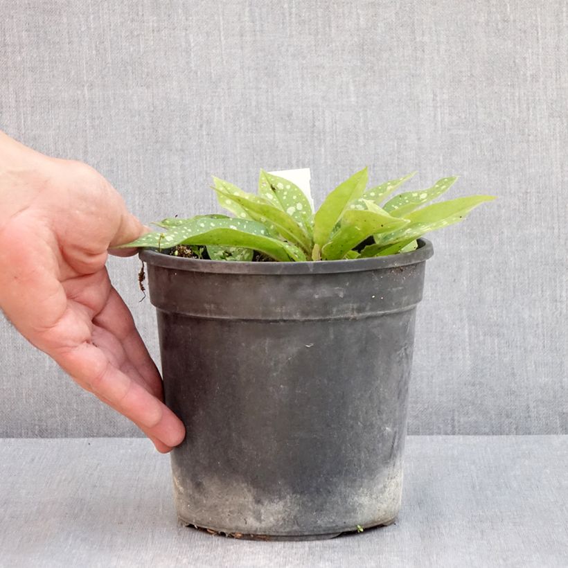 Example of Pulmonaria Trevi Fountain - Pulmonaire hybride Pot de 2L/3L as you get in printemps