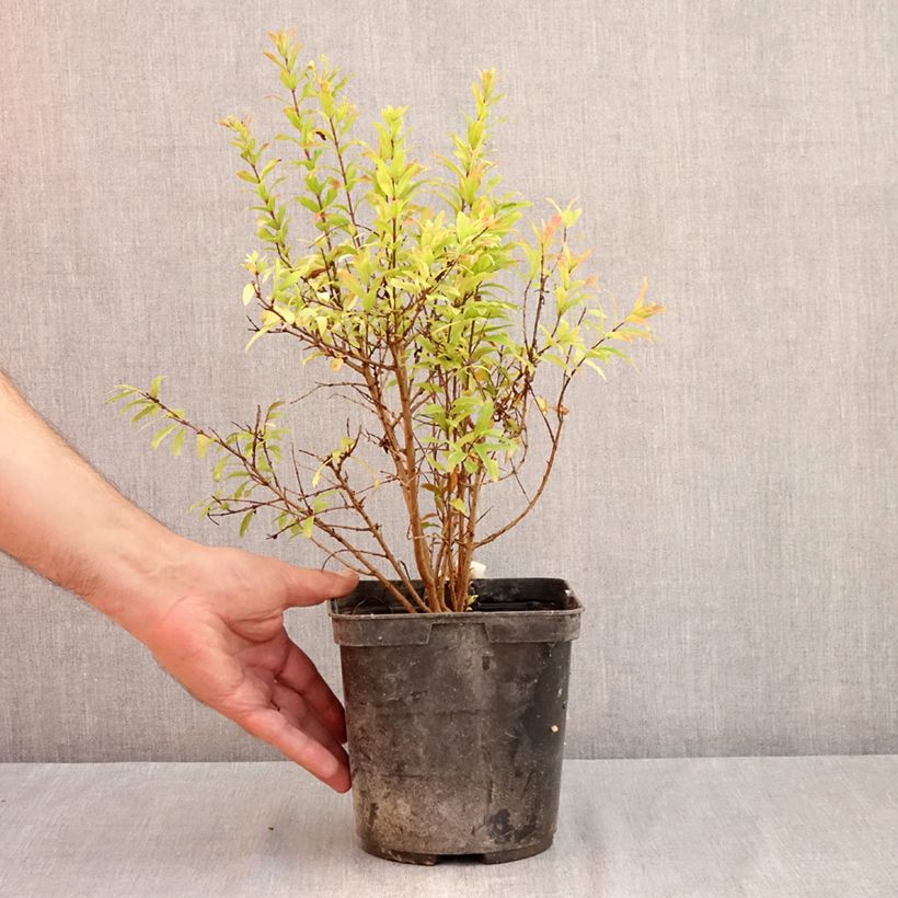 Spécimen de Punica granatum Nana Racemosa - Grenadier nain Pot de 3L/4L tel que livré en été