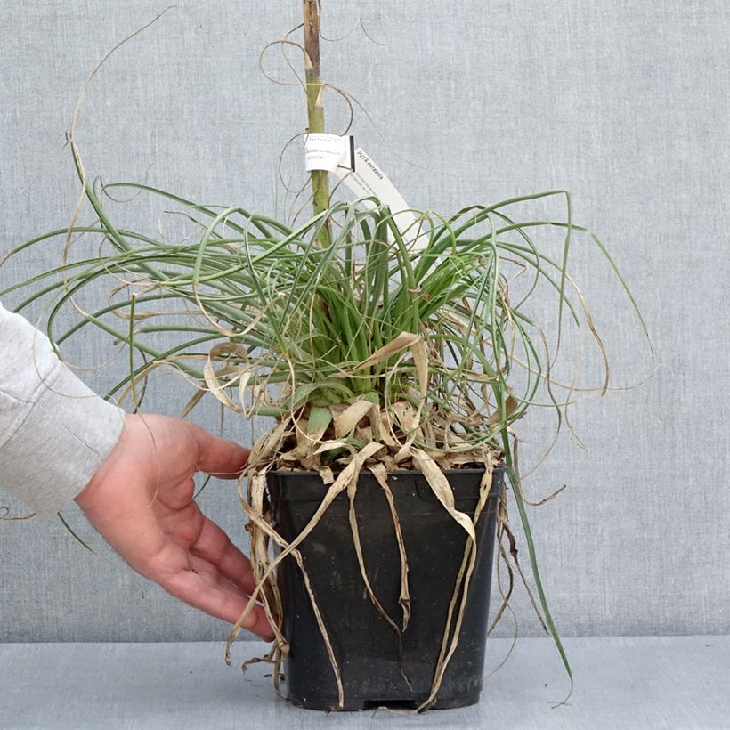 Spécimen de Puya mirabilis - Chagual  Pot de 2L/3L tel que livré au printemps