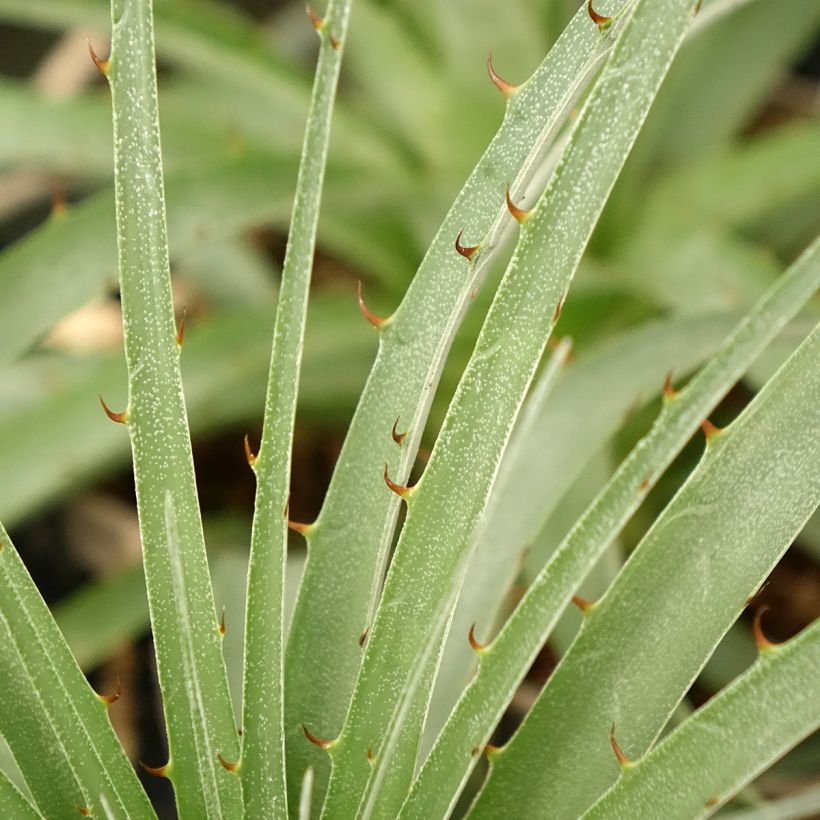 Puya weberiana (Feuillage)