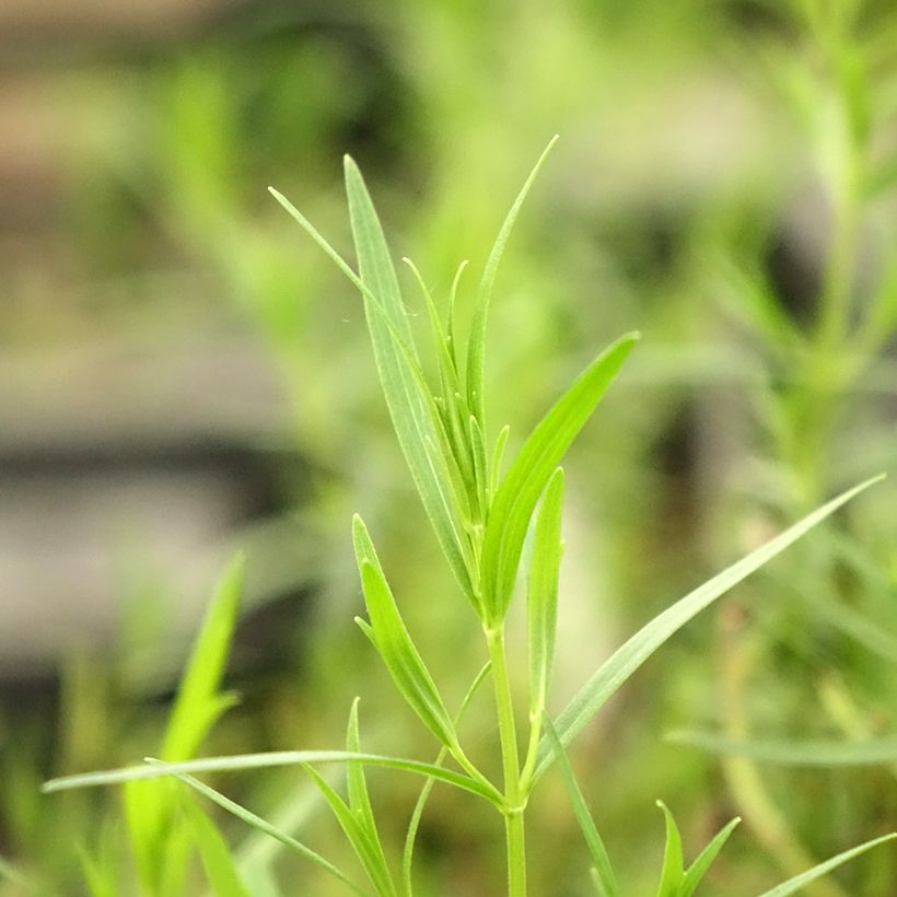 Pycnanthemum flexuosum - Menthe des montagnes (Feuillage)