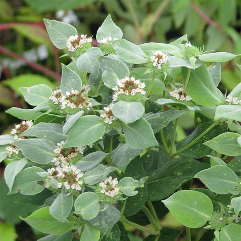 Menthe des montagnes - Pycnanthemum muticum (Flowering)