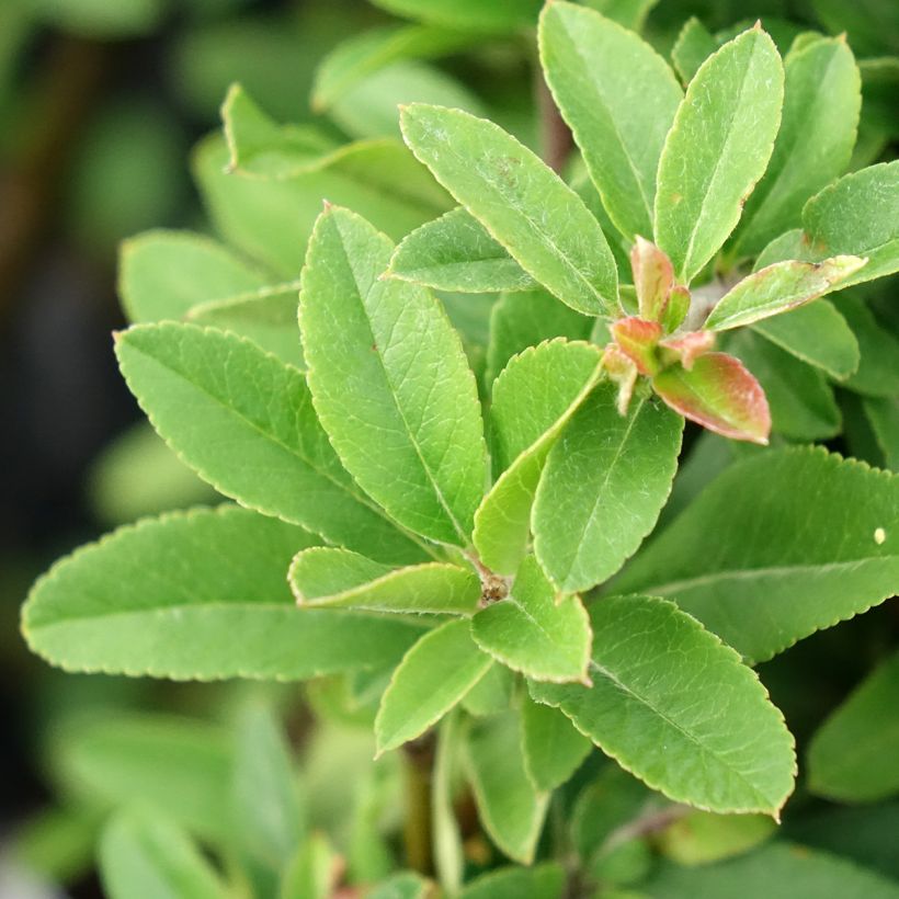 Pyracantha coccinea Orange Star - Buisson ardent (Feuillage)