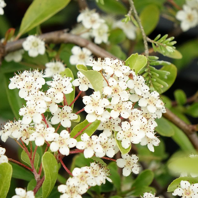 Pyracantha coccinea Sunny Star - Buisson ardent (Floraison)