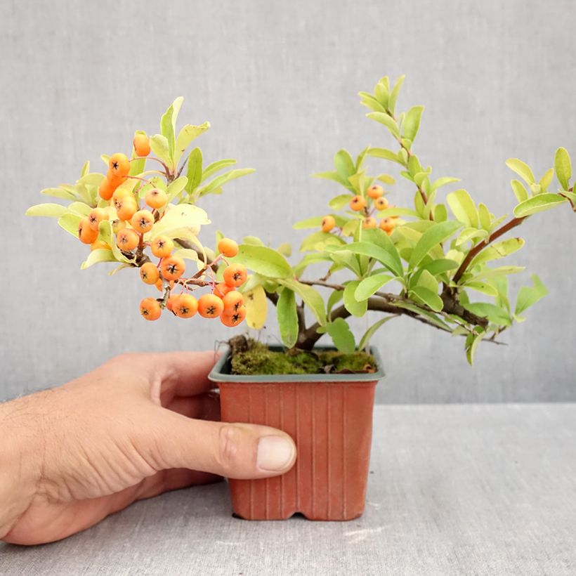 Spécimen de Pyracantha coccinea Sunny Star - Buisson ardent Godet de 8/9 cm tel que livré en automne