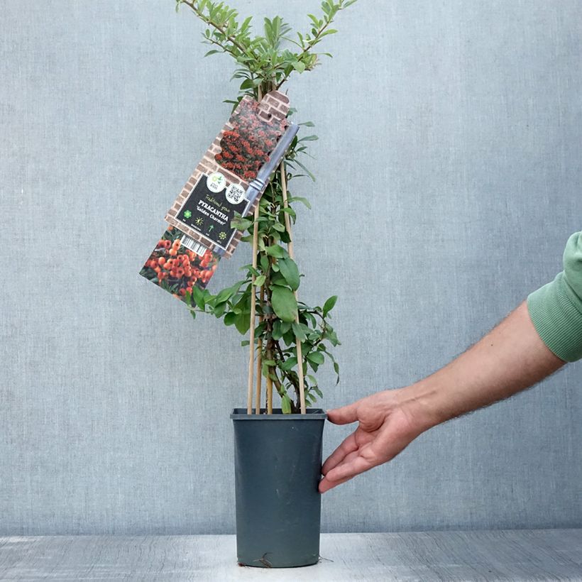 Spécimen de Pyracantha Golden Charmer - Buissont ardent Pot de 2L/3L tel que livré en été