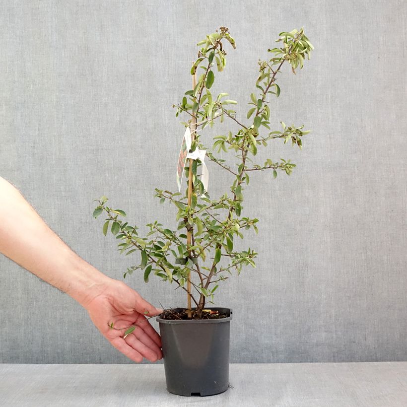 Spécimen de Pyracantha Mohave - Buisson ardent  Pot de 2L/3L tel que livré au printemps