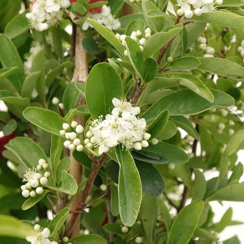 Pyracantha SAPHYR Rouge - Buisson ardent (Flowering)