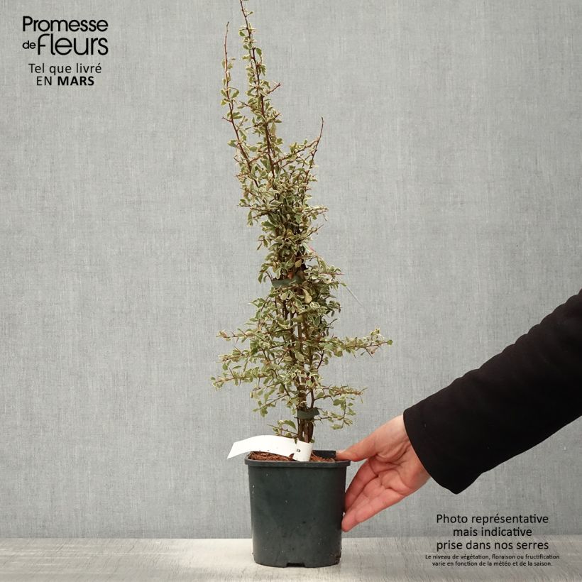 Spécimen de Pyracantha Sparkler Pot de 2L/3L tel que livré au printemps