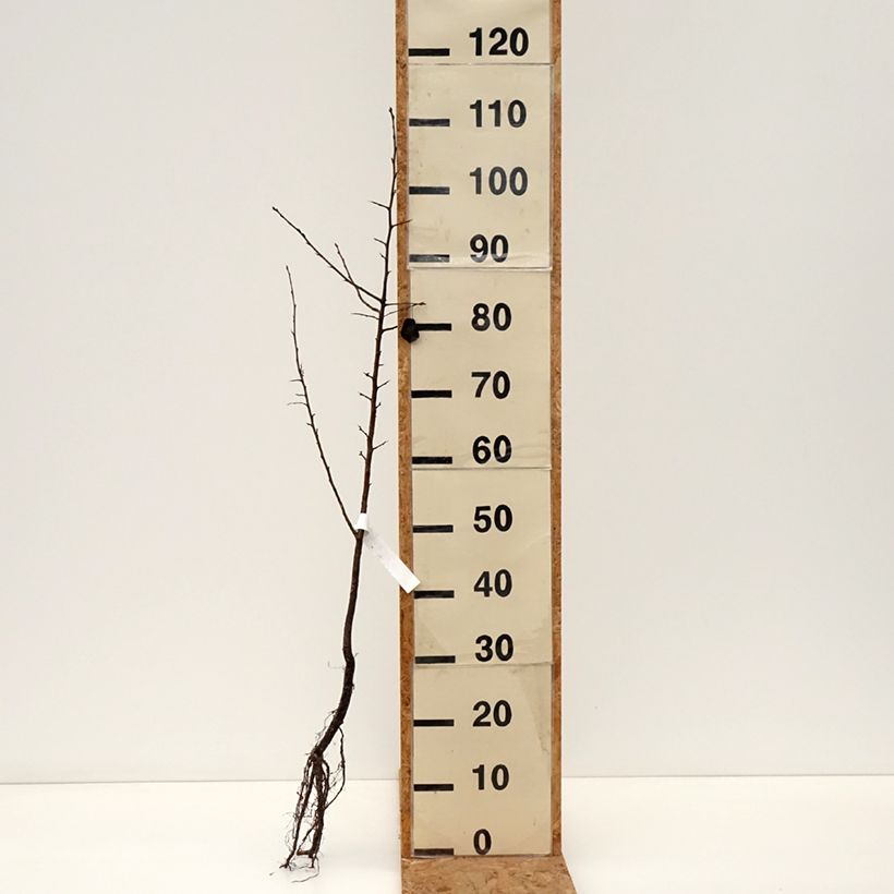 Spécimen de Pyrus pyraster - Poirier sauvage Racines nues tel que livré en hiver