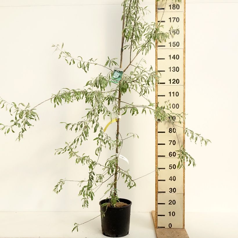 Spécimen de Pyrus salicifolia Pendula - Poirier d'ornement pleureur  Pot de 12L/15L tel que livré au printemps