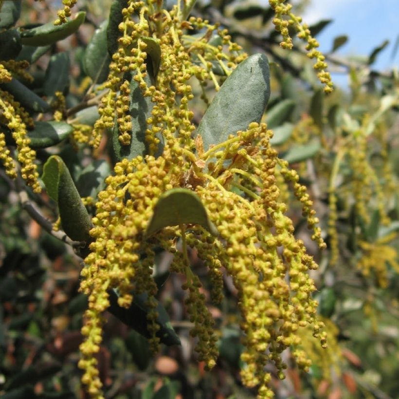 Chêne vert - Quercus ilex  (Flowering)