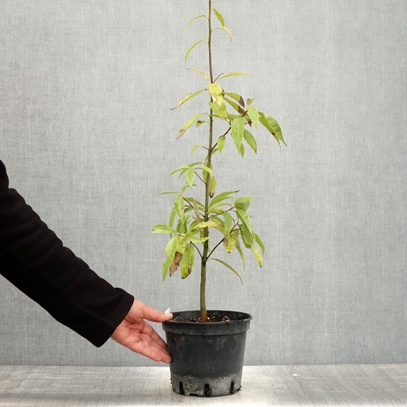 Spécimen de Quercus myrsinifolia - Chêne à feuilles de myrsine Pot de 3L/4L tel que livré au printemps