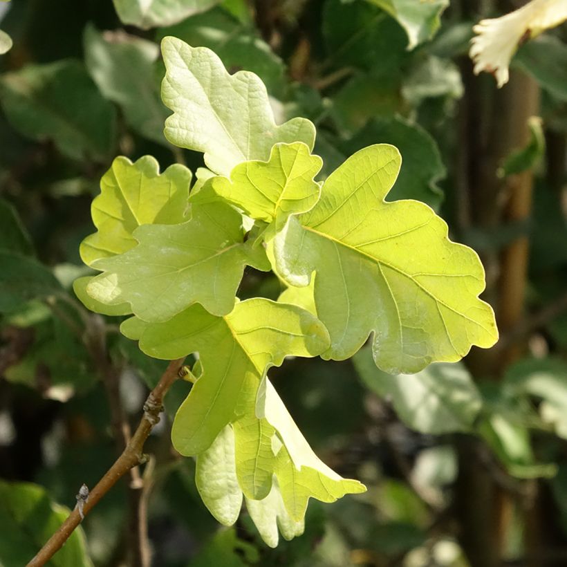 Quercus robur Facrist - Chêne pédonculé (Feuillage)