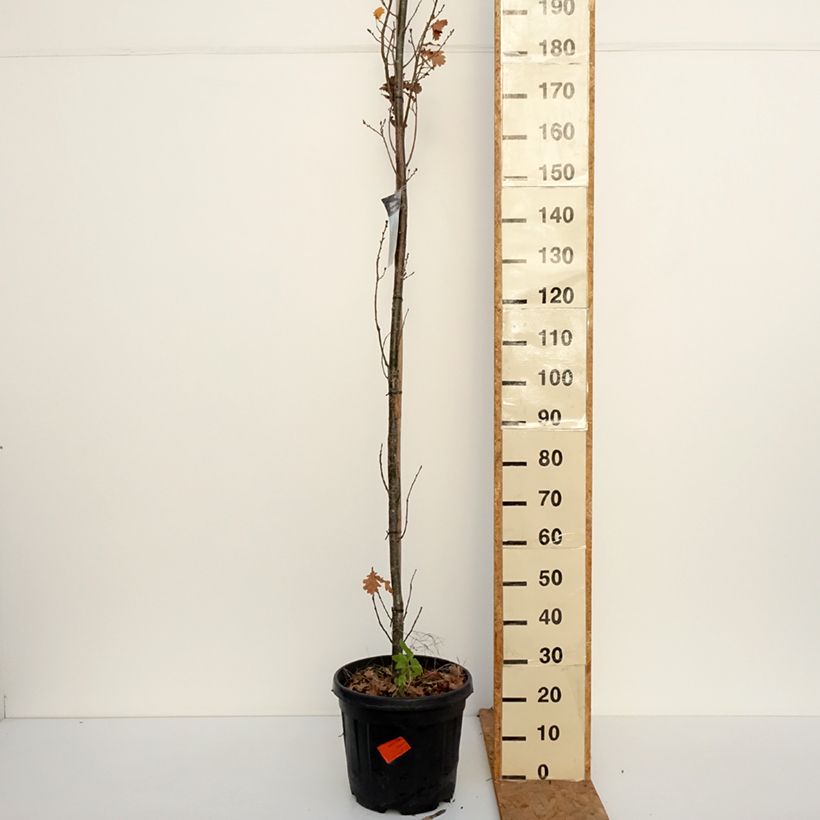 Spécimen de Quercus robur Fastigiata Koster - Chêne pédonculé fastigié Pot de 20L/25L tel que livré en automne