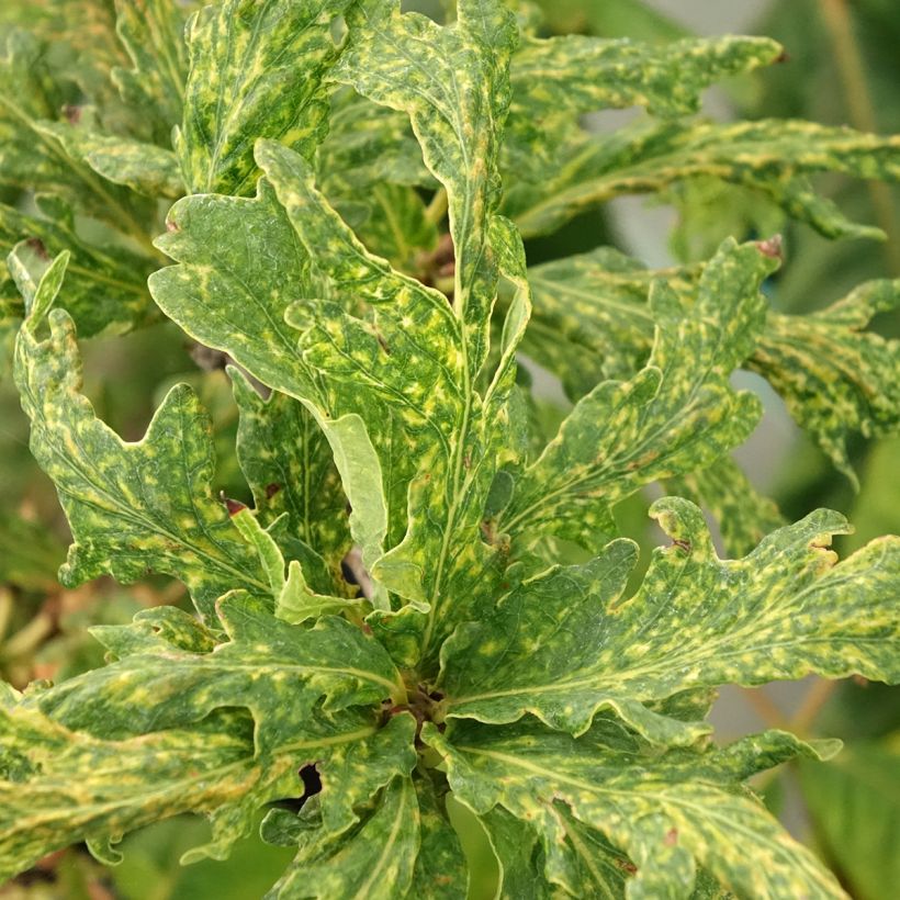 Quercus robur Salfast - Chêne pédonculé (Feuillage)