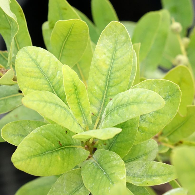 Quercus robur Salicifolia - Chêne pédonculé (Feuillage)