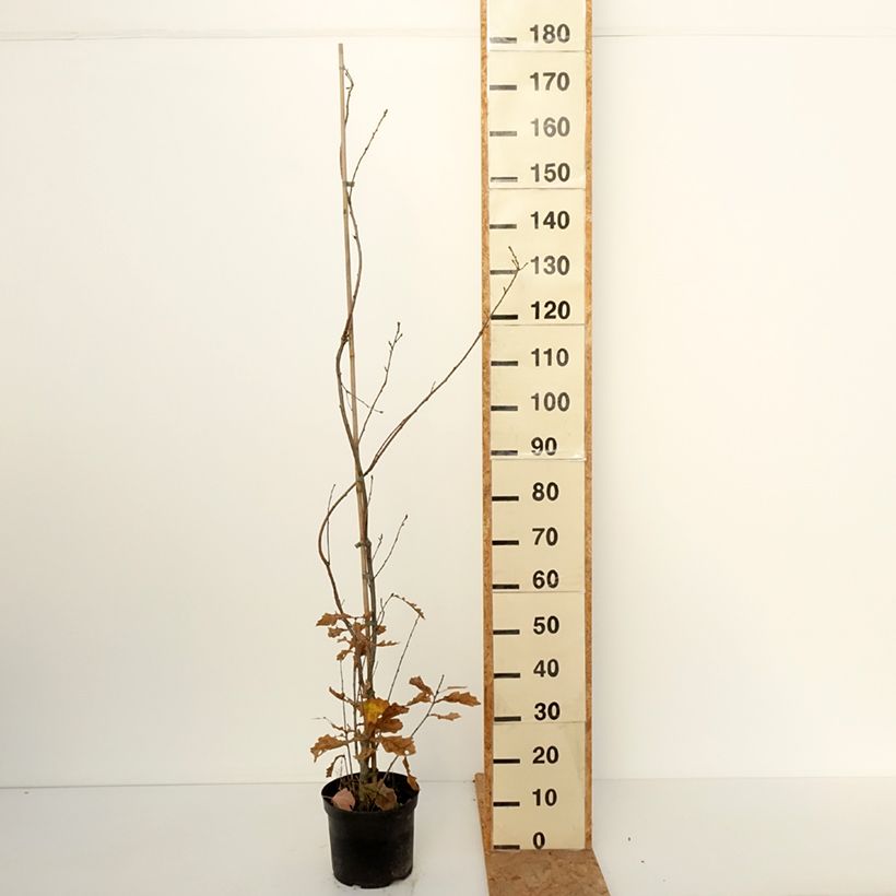 Spécimen de Quercus robur Strypemonde - Chêne pédonculé Pot de 4L/5L tel que livré en automne