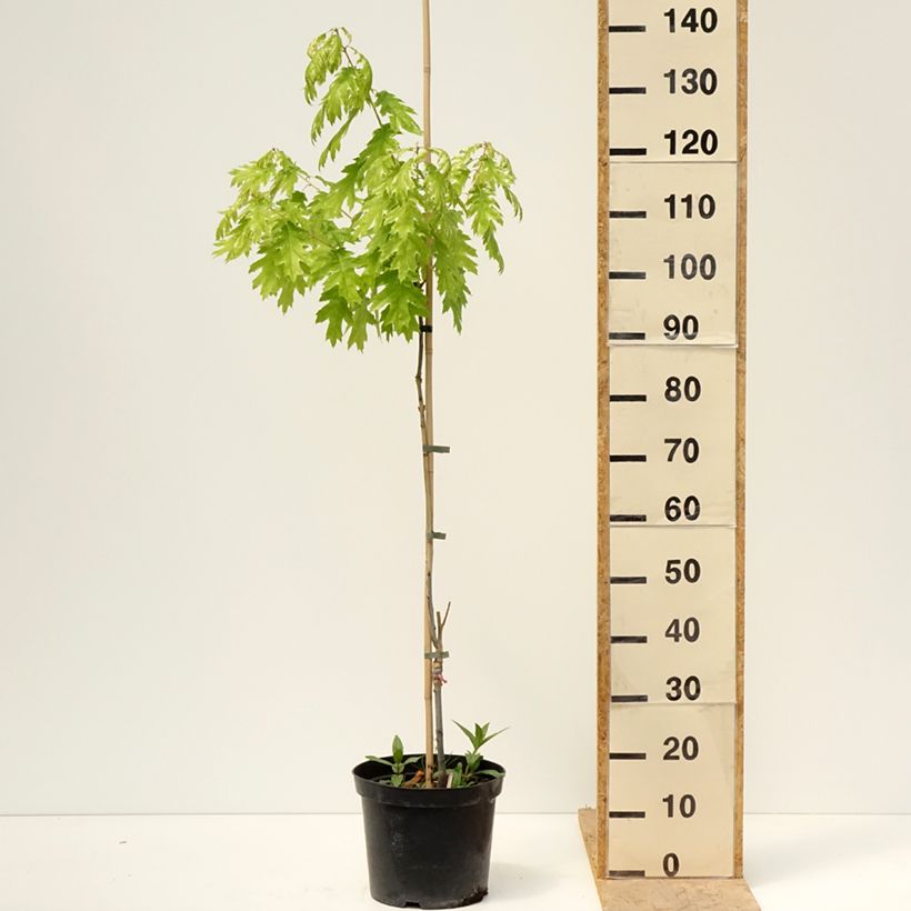 Spécimen de Quercus rubra Wolfsdonk's Pride - Chêne rouge d'Amérique Pot de 7,5L/10L, Tige tel que livré au printemps