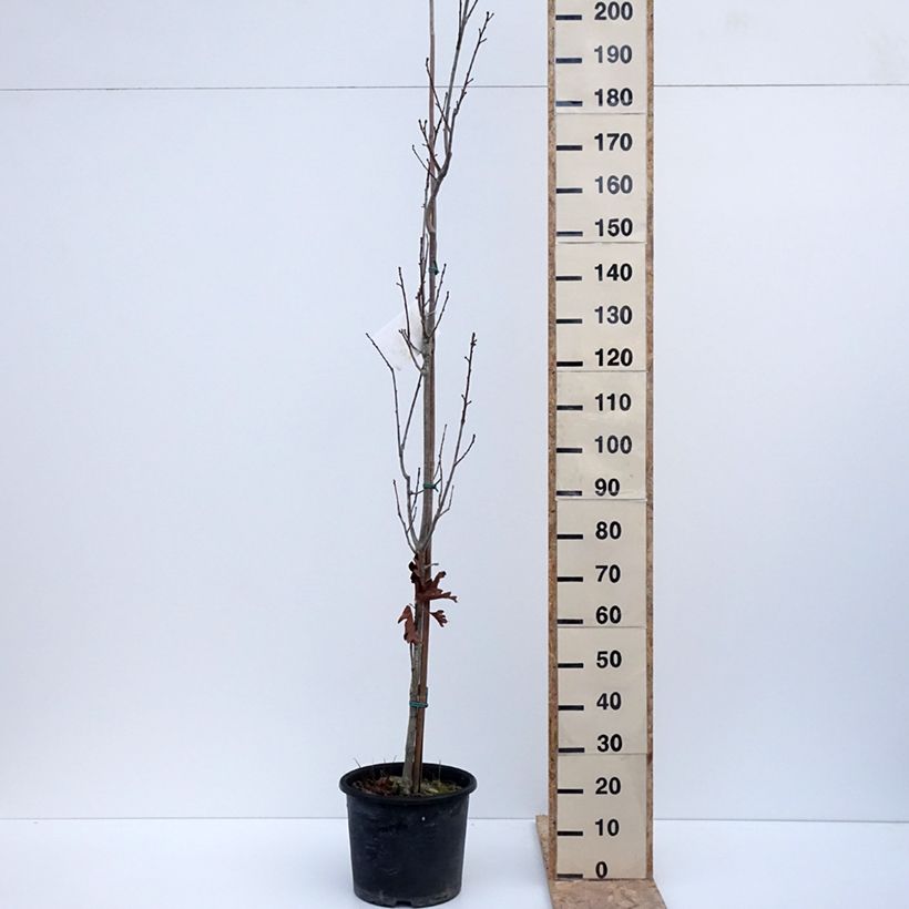 Spécimen de Quercus x warei Chimney Fire - Chêne Pot de 12L/15L, Baliveau tel que livré en hiver