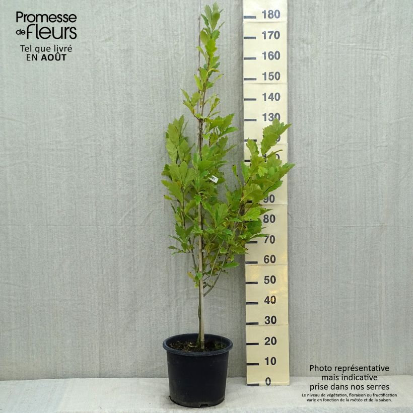 Spécimen de Quercus (x) warei Windcandle - Chêne hybride Pot de 12L/15L tel que livré en été