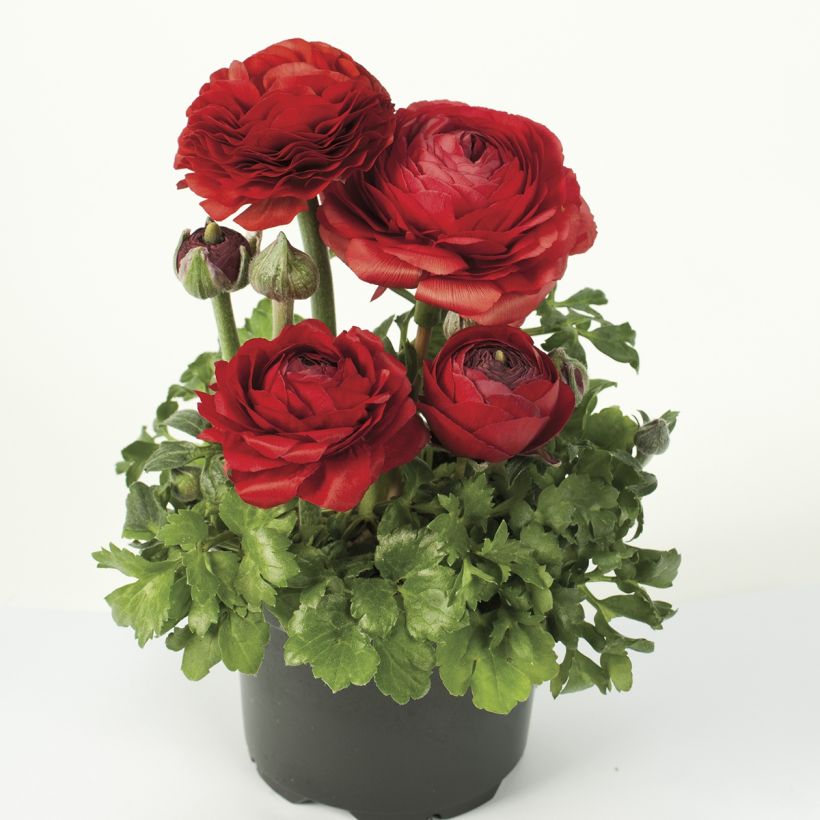 Renoncule des fleuristes Vortex F1 Red - Ranunculus hybrida (Port)