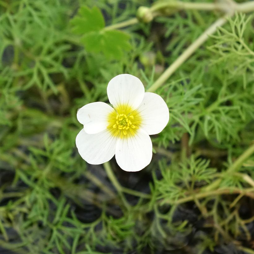 Ranunculus aquatilis - Renoncule aquatique (Floraison)