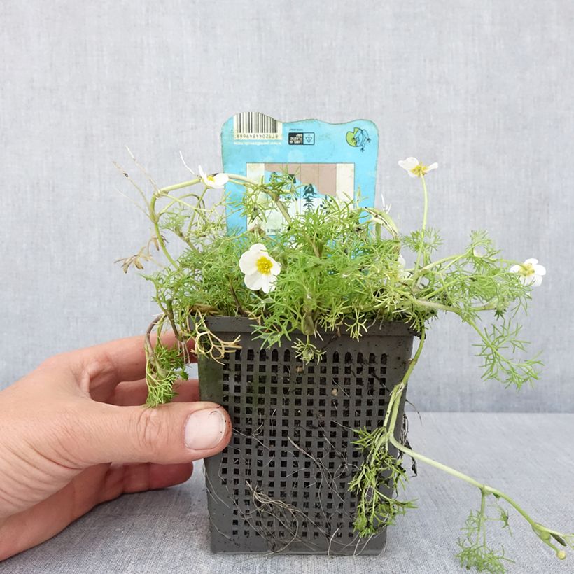 Spécimen de Ranunculus aquatilis - Renoncule aquatique Pot de 1L/1,5L tel que livré au printemps