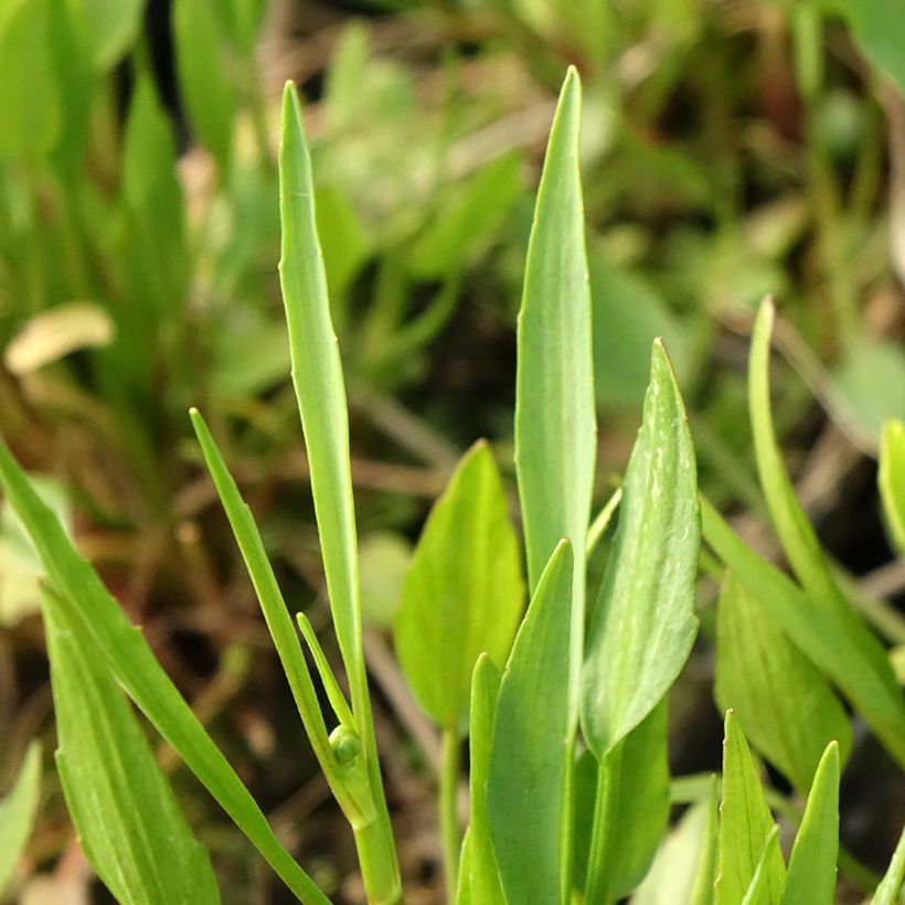 Ranunculus flammula - Renoncule flammette (Feuillage)