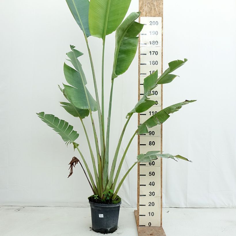 Spécimen de Ravenala madagascariensis - Arbre du voyageur Pot de 12L/15L tel que livré en automne