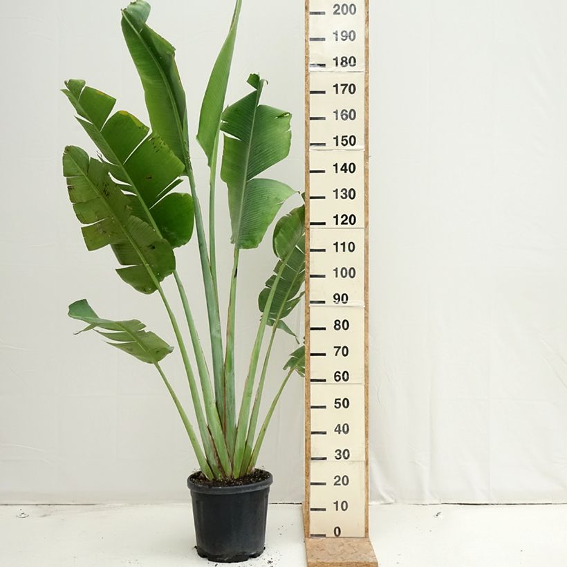 Spécimen de Ravenala madagascariensis - Arbre du voyageur Pot de 12L/15L tel que livré en été