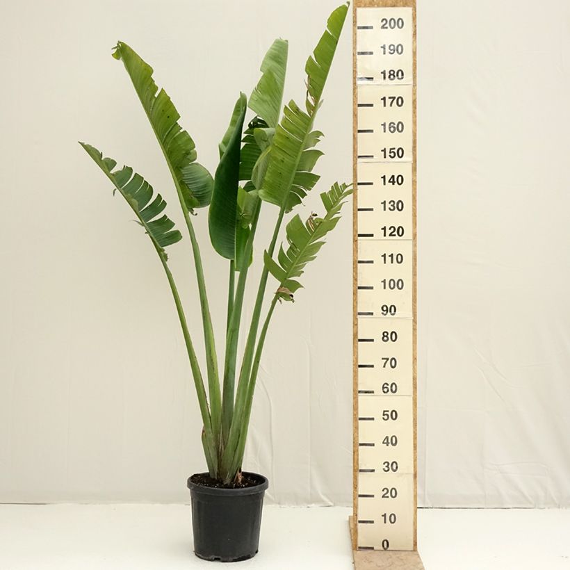 Example of Ravenala madagascariensis - Arbre du voyageur Pot de 12L/15L as you get in printemps