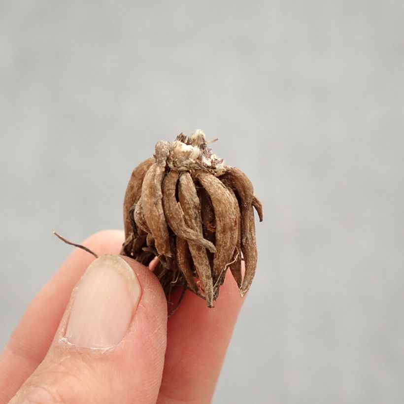 Spécimen de Renoncule asiatique double rose Bulbe calibre 8+ tel que livré au printemps