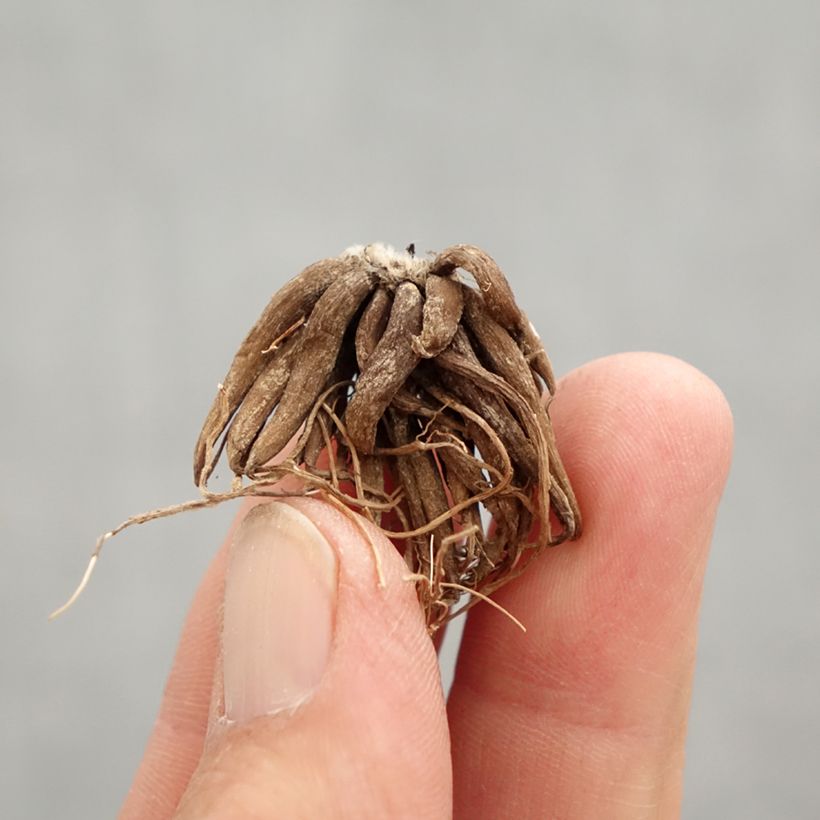 Spécimen de Renoncule asiatique double rouge Bulbe calibre 8+ tel que livré au printemps