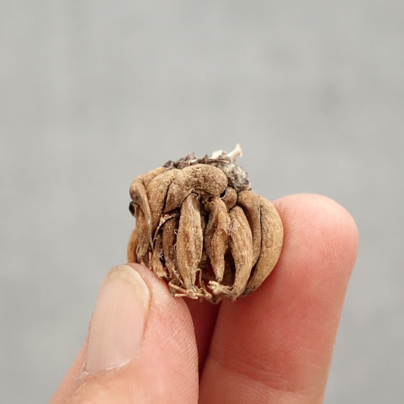 Example of Renoncule asiatique en mélange  Bulbe calibre 8+ as you get in printemps