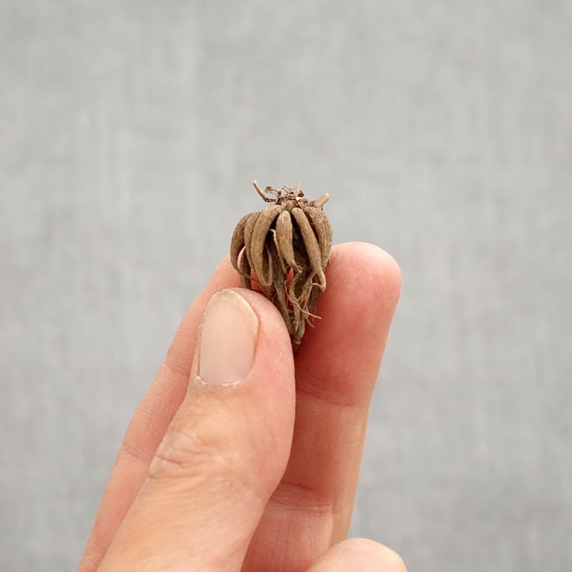 Spécimen de Renoncule asiatique Picotée Café au lait Bulbe calibre 6+ tel que livré au printemps