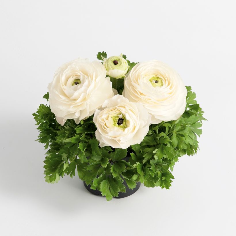 Renoncule des fleuristes Vortex F1 White - Ranunculus hybrida (Port)