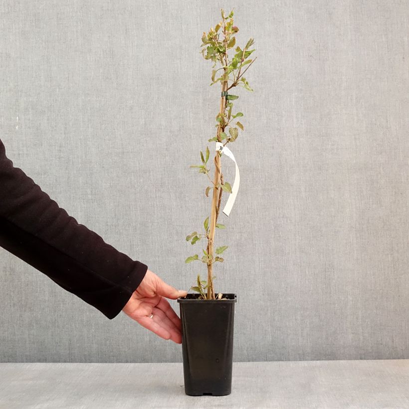 Spécimen de Renouée grimpante - Fallopia aubertii Pot de 1,5L/2L tel que livré au printemps
