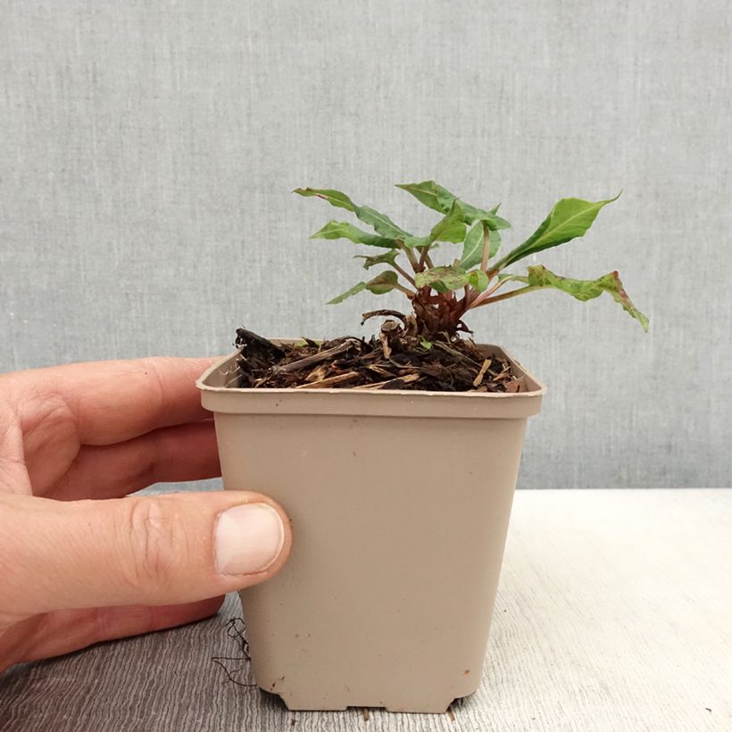 Example of Renouée - Persicaria amplexicaulis Black Dreams Godet de 8/9 cm as you get in printemps