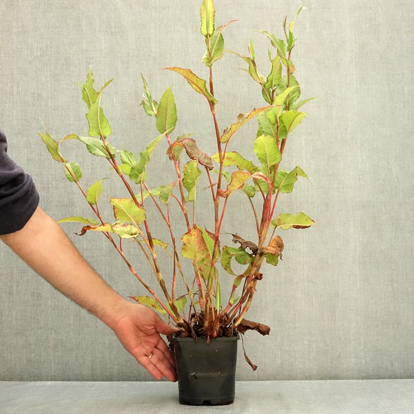 Spécimen de Renouée - Persicaria amplexicaulis Bloody Mary Pot de 2L/3L tel que livré en été
