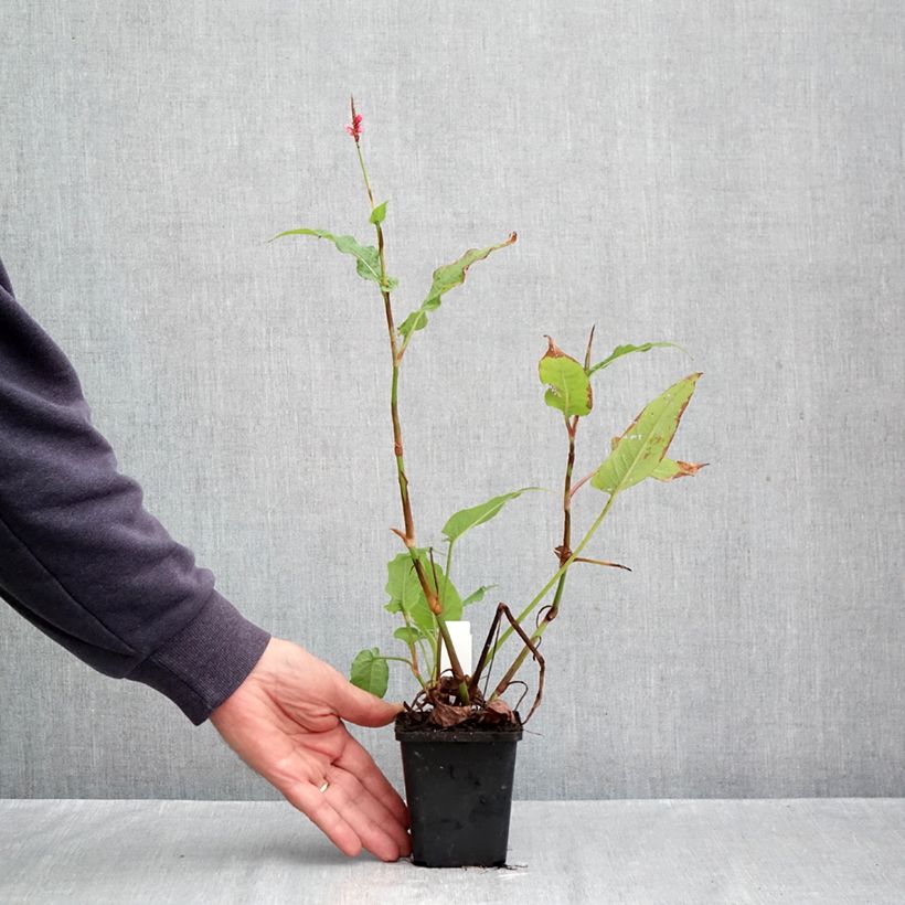 Spécimen de Renouée - Persicaria amplexicaulis High Society Godet de 8/9 cm tel que livré en automne