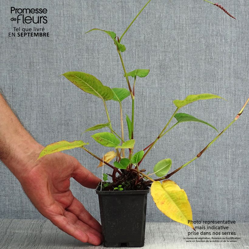 Spécimen de Renouée - Persicaria amplexicaulis High Society Godet de 8/9 cm tel que livré en été