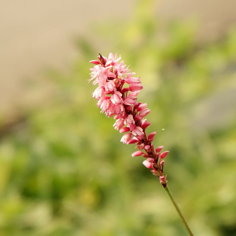 Renouée - Persicaria amplexicaulis High Society (Floraison)