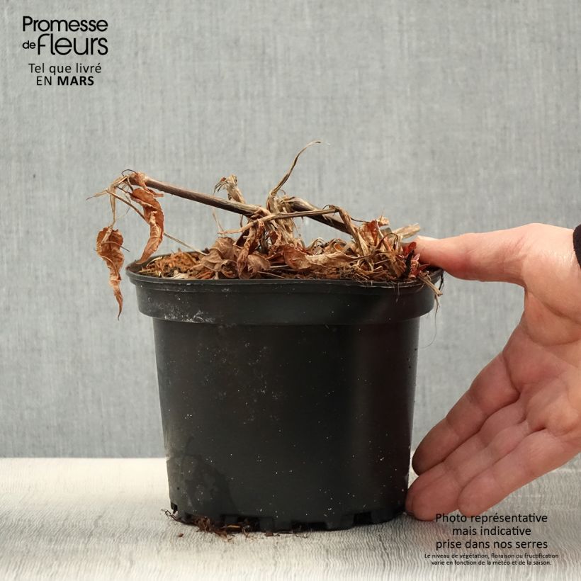 Example of Renouée - Persicaria amplexicaulis Rosea Pot de 2L/3L as you get in printemps