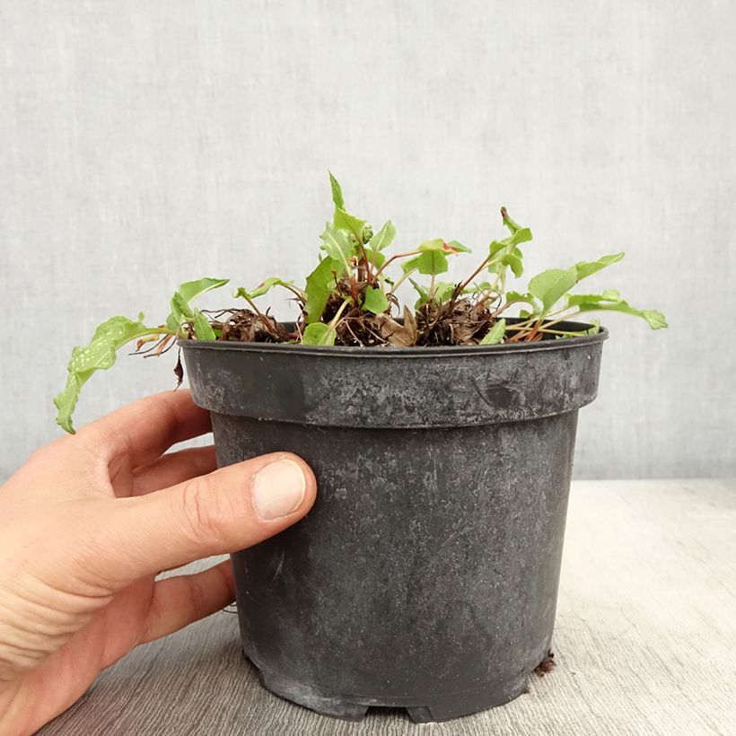 Example of Renouée - Persicaria bistorta Superba Pot de 2L/3L as you get in printemps