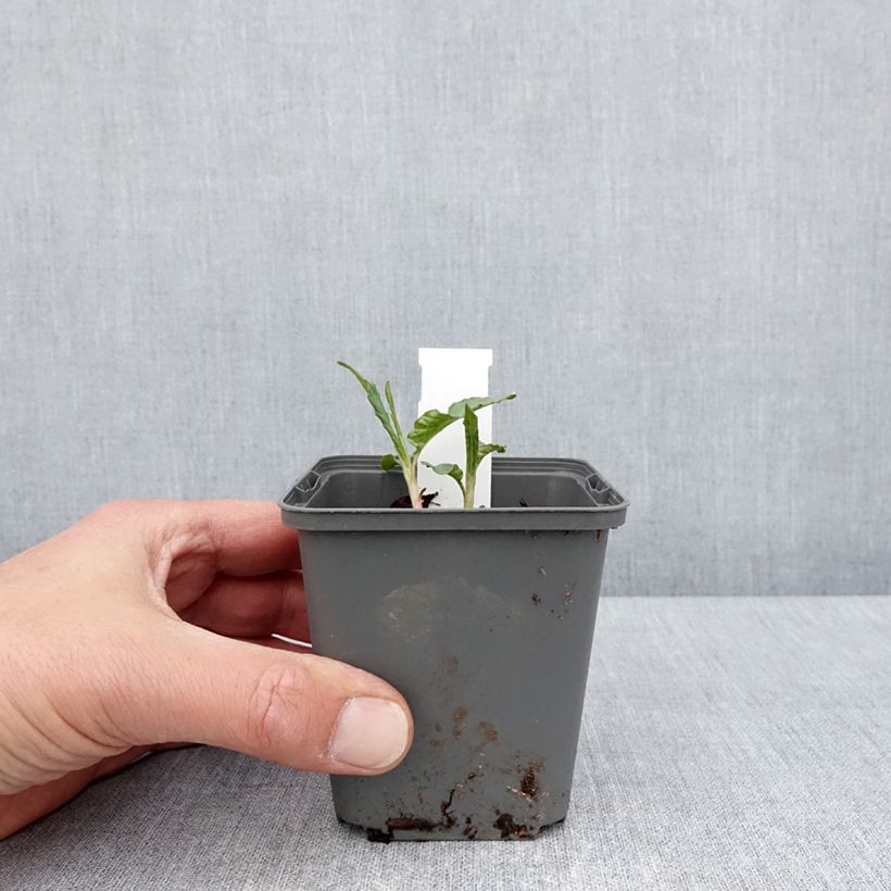 Spécimen de Renouée - Persicaria dshawachischwilii Godet de 8/9 cm tel que livré au printemps